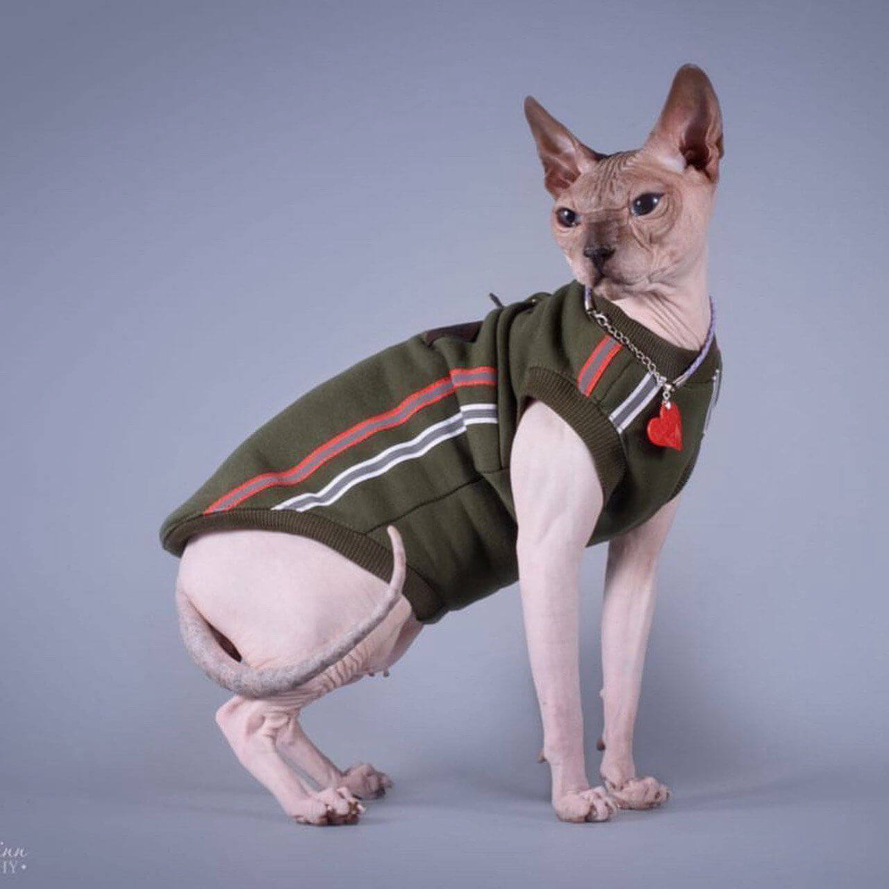 Style Pets - одяг для котів оптом